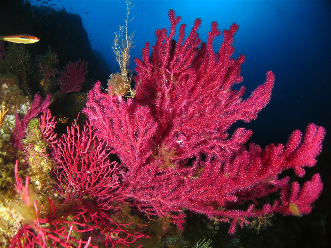 Protection des milieux, protection des océans - Ségolène Royal Officiel