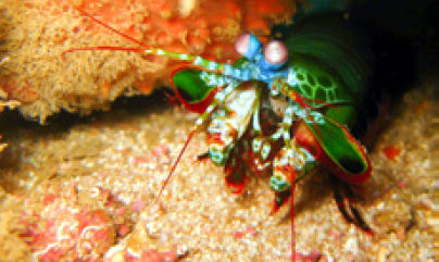 Biomimétisme naturel : les crustacés - Ségolène Royal Officiel
