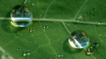 Biomimétisme naturel : l'effet lotus - Ségolène Royal Officiel