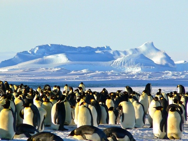 Disparition progressive des manchots Empereurs en Antarctique